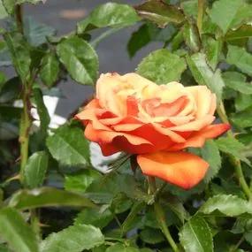 Remember Me Hybrid Tea Rose (Rosa Remember Me) 1
